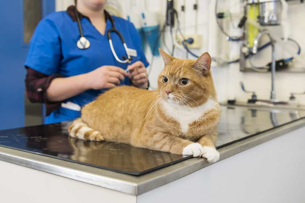 Veterinary Photography Of Cat On Table
